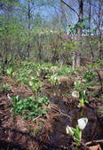 tkf003_544436
