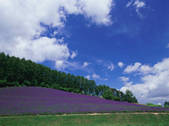 tkf003_551095