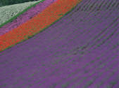 tkf003_551274