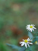 tkf003_552291