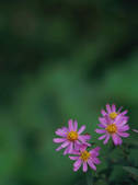 tkf003_552446