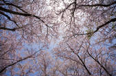 tkf003_553798