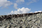 tkf003_562454