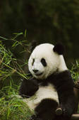 tkf003_659680
