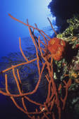 tkf003_662420