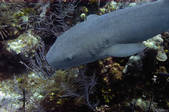 tkf003_663489