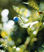 tkf003_804006