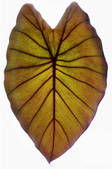 tkm001_538364