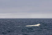 tkm001_540946