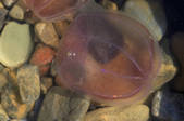 tkm001_541188