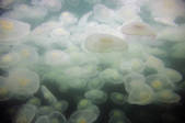 tkm001_542048