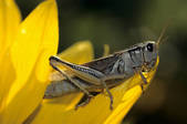 tkm001_597047