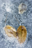 tkm001_604127