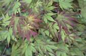 tkm001_770204