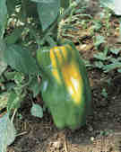 tkm001_770281