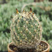tkm001_775080