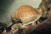 tkm001_779743