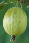 tkm001_803021