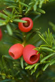 tkm001_806732