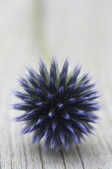 tkm001_809980