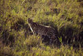 tkm003_184067