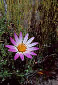 tkm003_185295