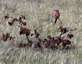 tkm003_185895