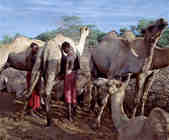 tkm003_199386