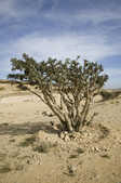 tkm003_206863