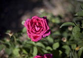 tkm003_547996