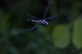 tkm003_550403