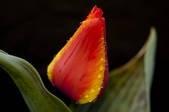 tkm003_553098