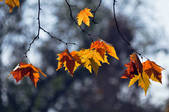 tkf002_112308