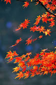 tkf002_112310