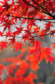 tkf002_112312