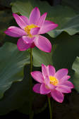 tkf005_2307255