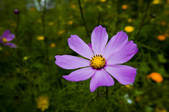 tkf005_2308704
