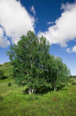 tkf005_2317064