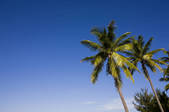 tkf005_2320388