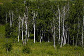 tkf005_2340747