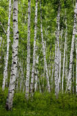 tkf005_2340791