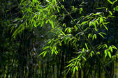 tkf005_2347209