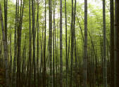 tkf005_2350650