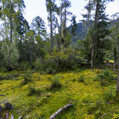 tkf005_295403