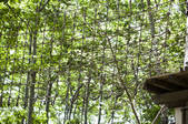 tkf005_297844