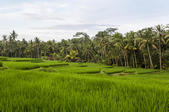 tkf005_302713